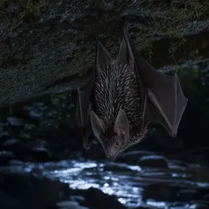 Bat + Porcupine