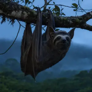 Bat + Sloth