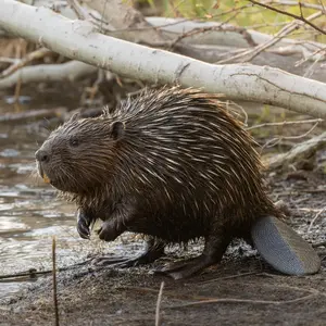 Beaver + Porcupine