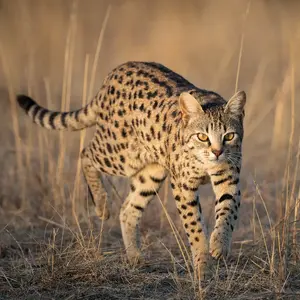 Cat + Cheetah