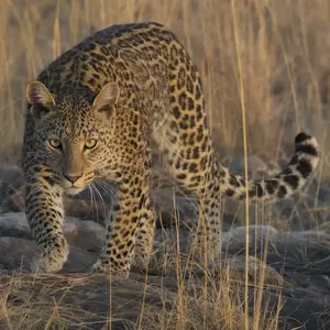 Cat + Leopard