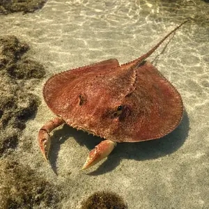 Crab + Stingray