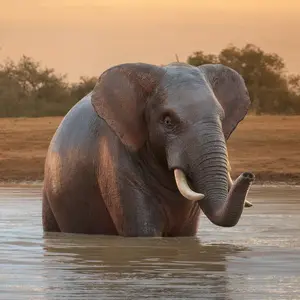 Elephant + Hippopotamus
