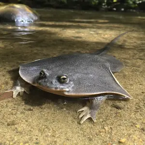 Frog + Stingray