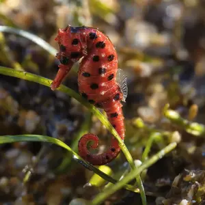 Ladybug + Seahorse