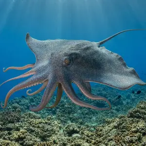 Octopus + Stingray