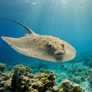 Pufferfish + Stingray