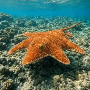 Starfish + Stingray