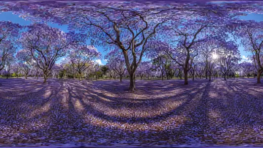 Jacaranda Tree Forest