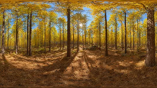 Golden Pine Forest